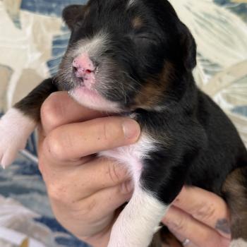 chiot Berger australien Male noir tricolore 4 Elevage familiale de Berger australien