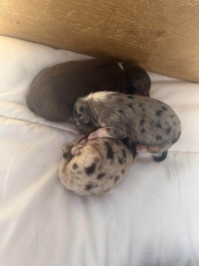 Male rouge merle 1 Mâle Berger australien
