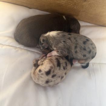 chiot Berger australien Rouge merle Male rouge merle 1 Elevage familiale de Berger australien