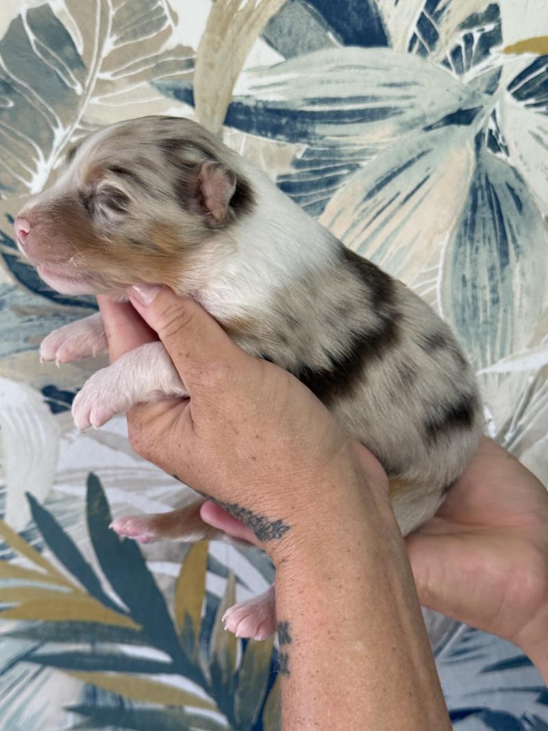 Male rouge merle 1 Mâle Berger australien