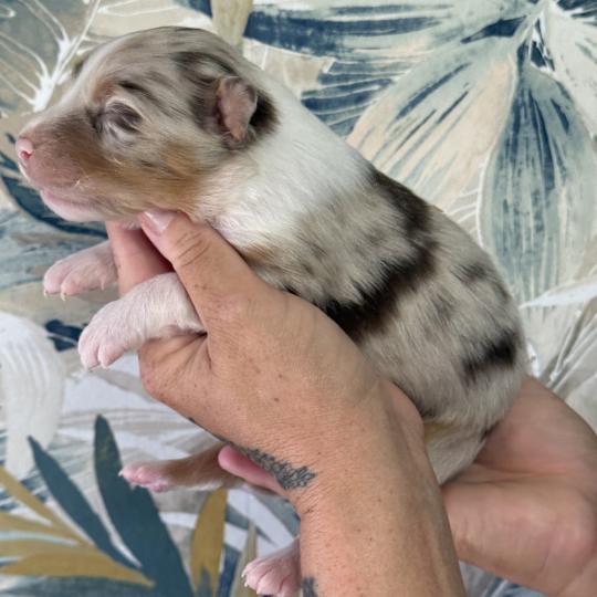 Male rouge merle 1 Mâle Berger australien