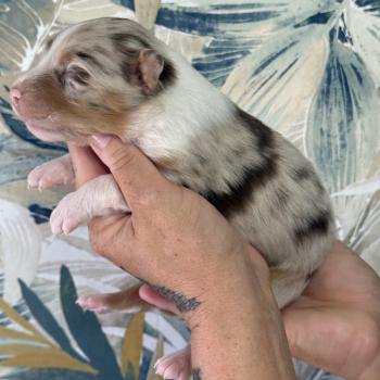 chiot Berger australien Rouge merle Male rouge merle 1 Elevage familiale de Berger australien