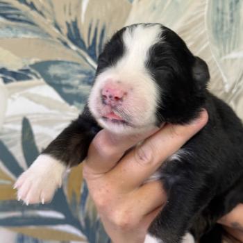 chiot Berger australien Noir tricolore Male noir tricolore 1 Elevage familiale de Berger australien