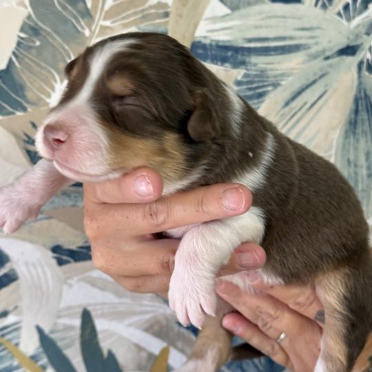 Male rouge tricolore 1 Mâle Berger australien