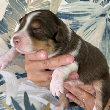 chiot Berger australien Rouge tricolore Male rouge tricolore 1 Elevage familiale de Berger australien
