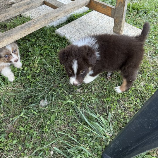 chiot Berger australien rouge tricolore marvin Berger australien des fauminards