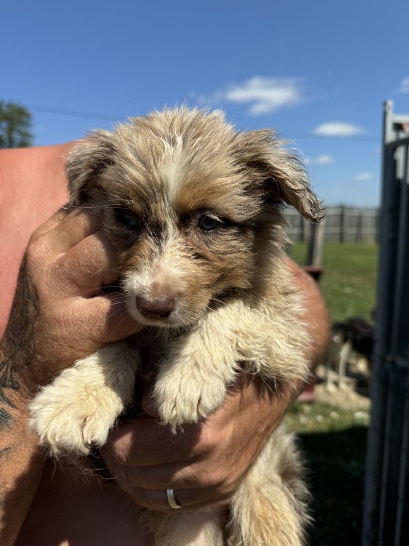 maya Femelle Berger australien