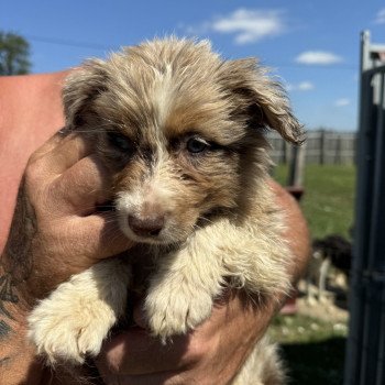 chiot Berger australien rouge merle maya Berger australien des fauminards