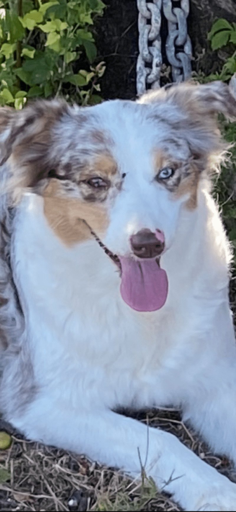 NINA Femelle Berger australien