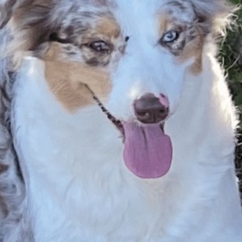 chien Berger australien rouge merle NINA Berger australien des fauminards