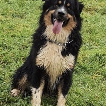 chien Berger australien nilda Berger australien des fauminards chien Berger australien nilda Berger australien des fauminards