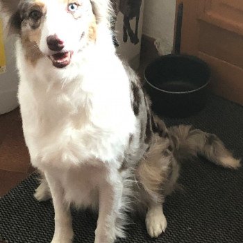 chien Berger australien nilda Berger australien des fauminards chien Berger australien nilda Berger australien des fauminards