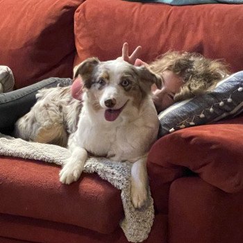 chien Berger australien rouge merle nilda Berger australien des fauminards chien Berger australien rouge merle nilda Berger australien des fauminards