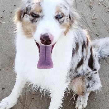 chien Berger australien rouge merle nilda Berger australien des fauminards chien Berger australien rouge merle nilda Berger australien des fauminards