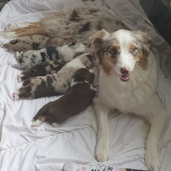 chien Berger australien rouge merle nilda Berger australien des fauminards chien Berger australien rouge merle nilda Berger australien des fauminards