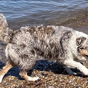 chien Berger australien rouge merle NINA Berger australien des fauminards