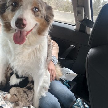 chien Berger australien rouge merle NINA Berger australien des fauminards chien Berger australien rouge merle NINA Berger australien des fauminards