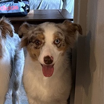 chien Berger australien rouge merle NINA Berger australien des fauminards chien Berger australien rouge merle NINA Berger australien des fauminards