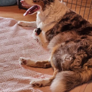 chien Berger australien rouge merle NINA Berger australien des fauminards chien Berger australien rouge merle NINA Berger australien des fauminards
