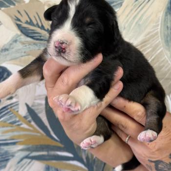 chiot Berger australien Noir tricolore Noir tricolore 3 Elevage familiale de Berger australien
