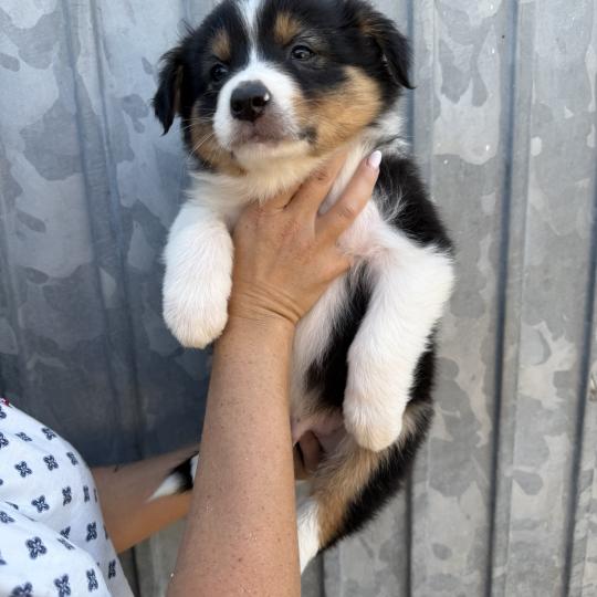 BASIL Mâle Berger australien