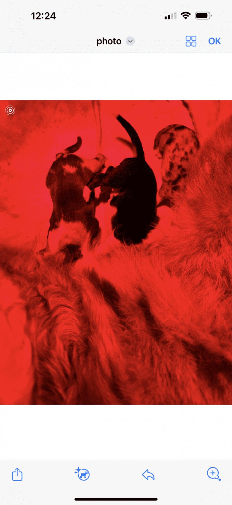 Bobby Mâle Berger australien