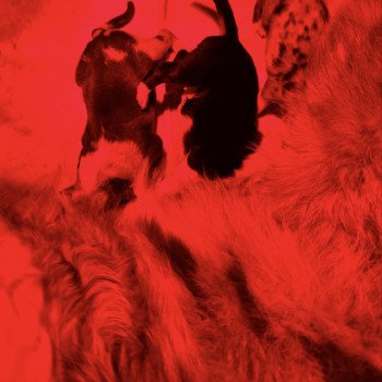 chiot Berger australien Noir tricolore Noir tricolore male Berger australien des fauminards