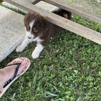 chiot Berger australien rouge tricolore ohmalet Berger australien des fauminards