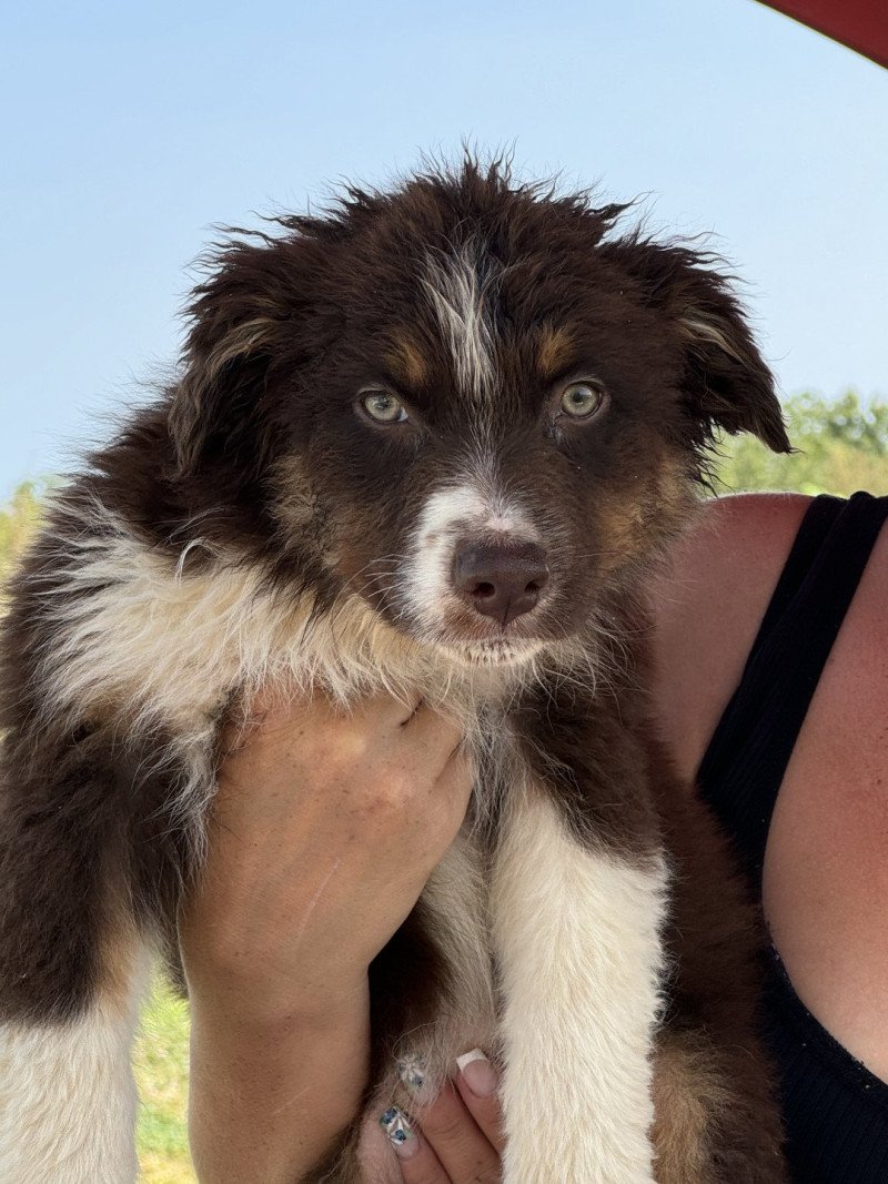 ohmalet Mâle Berger australien