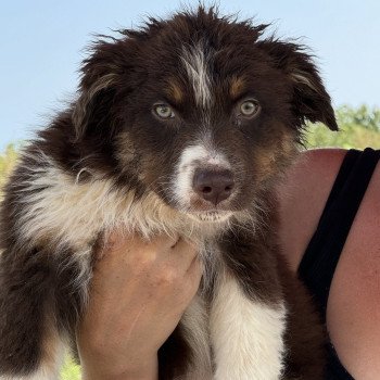 chiot Berger australien rouge tricolore ohmalet Berger australien des fauminards