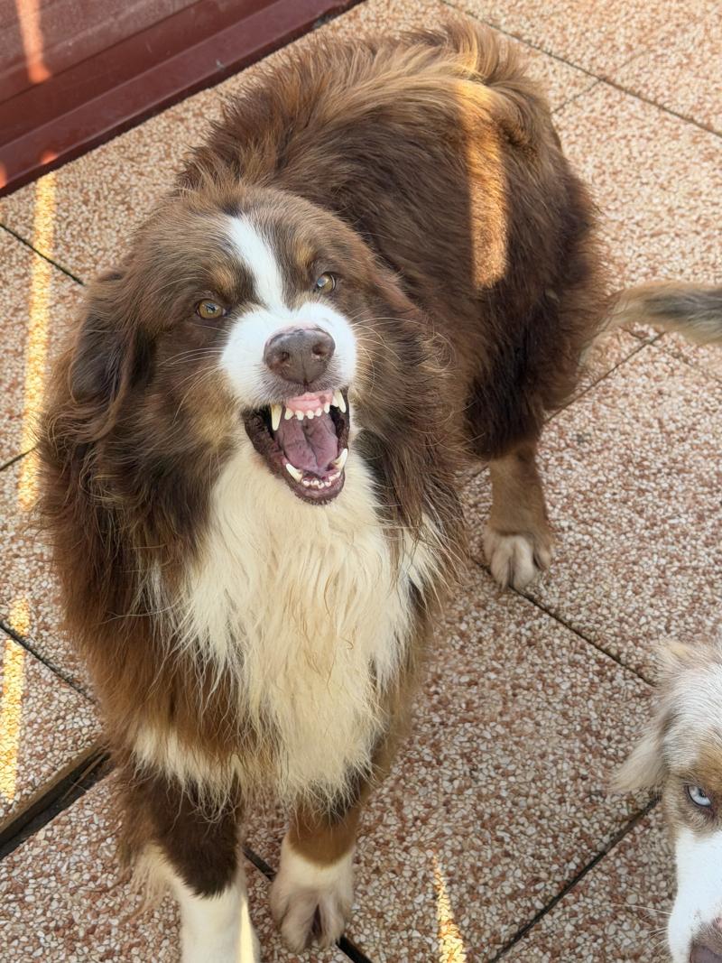 SULTAN Mâle Berger australien