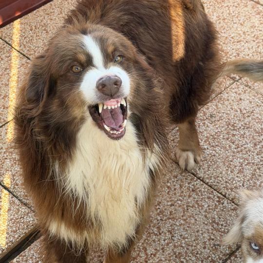 SULTAN Mâle Berger australien