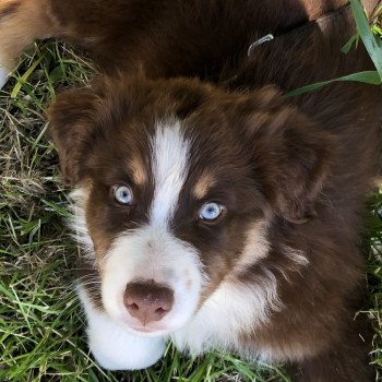 chiot Berger australien rouge tricolore Sultan Berger australien des fauminards