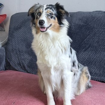 chien Berger australien Rouge tricolore Pépite Berger australien des fauminards