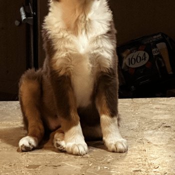 chien Berger australien Rouge tricolore Pépite Berger australien des fauminards