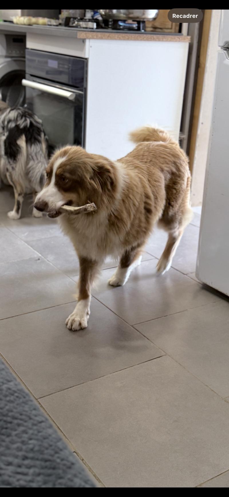 Pépite Femelle Berger australien