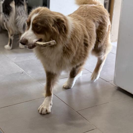 Pépite des fauminards Femelle Berger australien