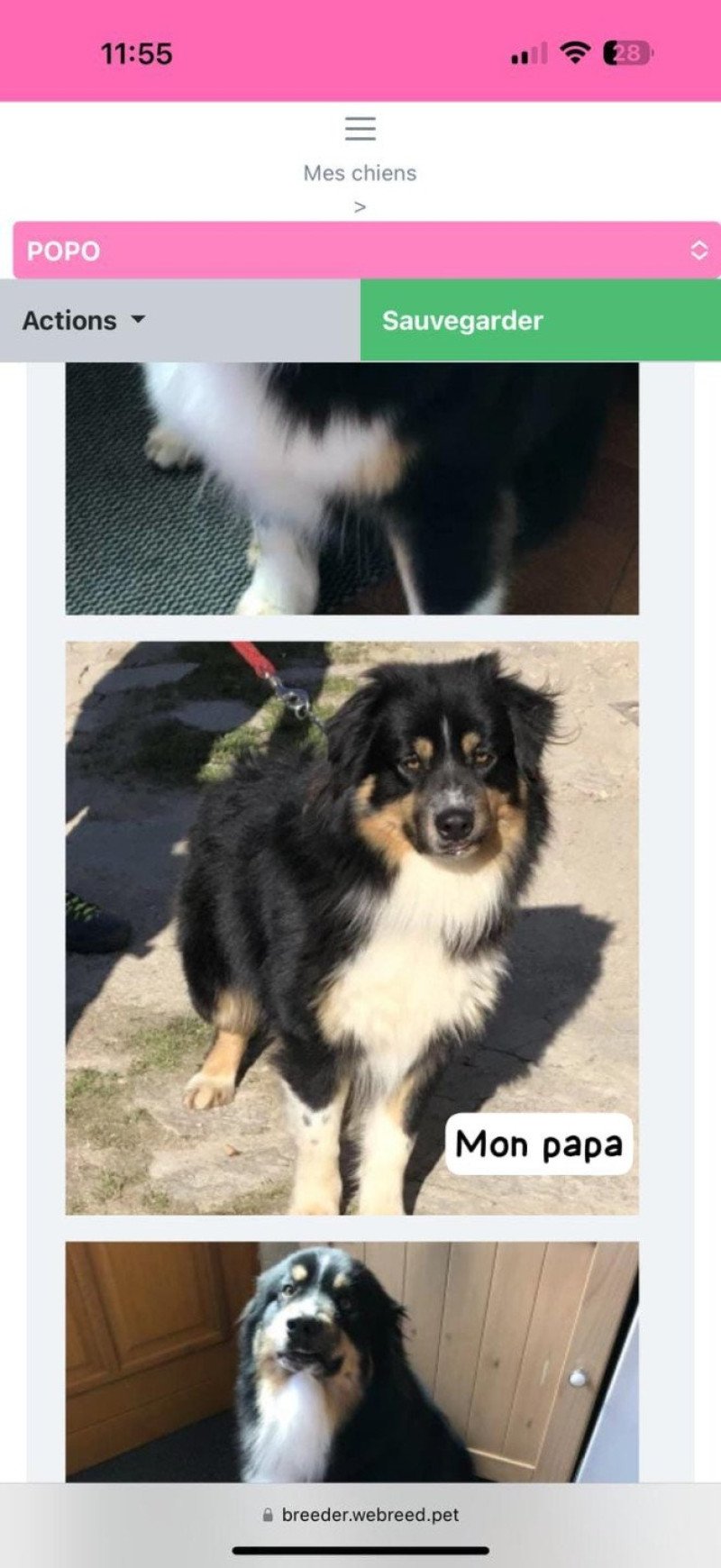 Powo Mâle Berger australien