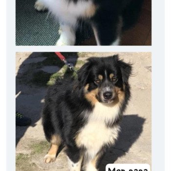 chien Berger australien Powo Berger australien des fauminards