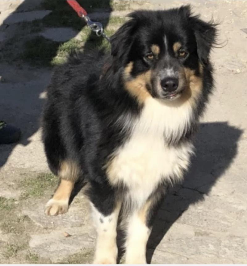 POPO Mâle Berger australien