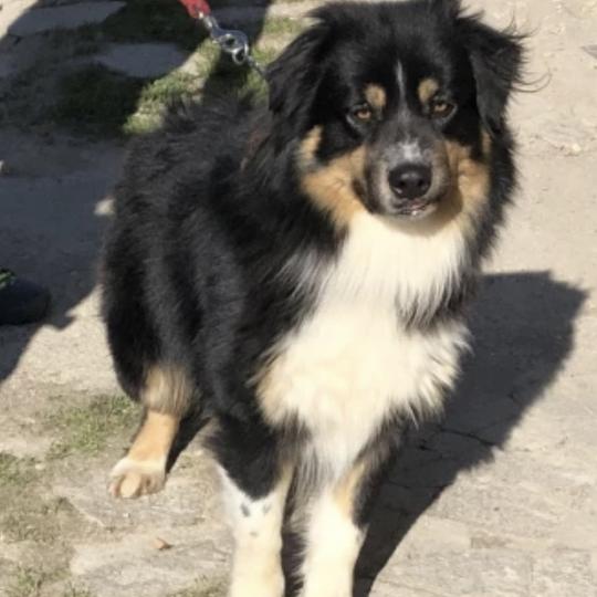 POPO Mâle Berger australien