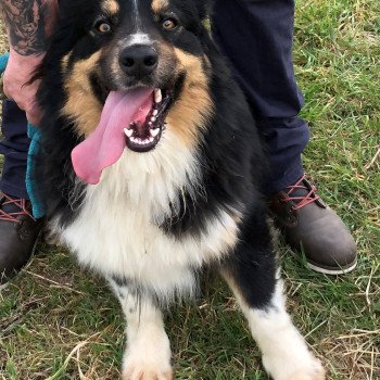 chien Berger australien noir tri powo Berger australien des fauminards chien Berger australien noir tri powo Berger australien des fauminards