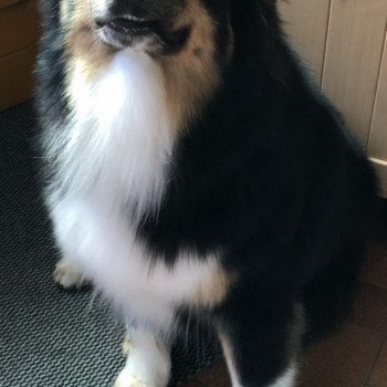 chien Berger australien noir tri powo Berger australien des fauminards chien Berger australien noir tri powo Berger australien des fauminards