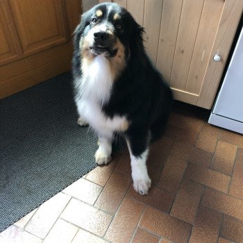 chien Berger australien noir tri powo Berger australien des fauminards chien Berger australien noir tri powo Berger australien des fauminards