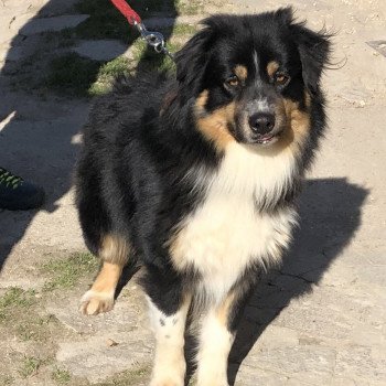 chien Berger australien noir tri powo Berger australien des fauminards chien Berger australien noir tri powo Berger australien des fauminards