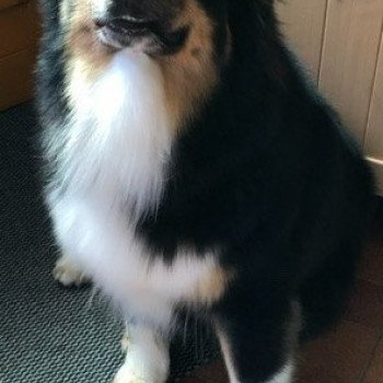chien Berger australien noir tri POPO Berger australien des fauminards chien Berger australien noir tri POPO Berger australien des fauminards