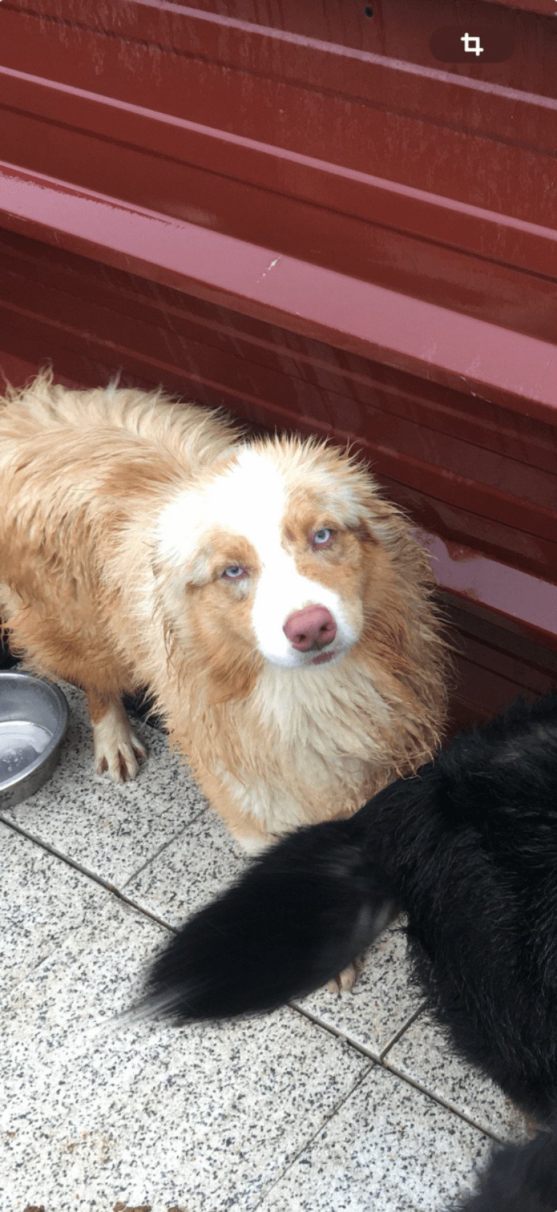 Urus Mâle Berger australien