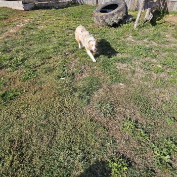 chien Berger australien Rouge merle yeux bleus Régis grassin Berger australien des fauminards