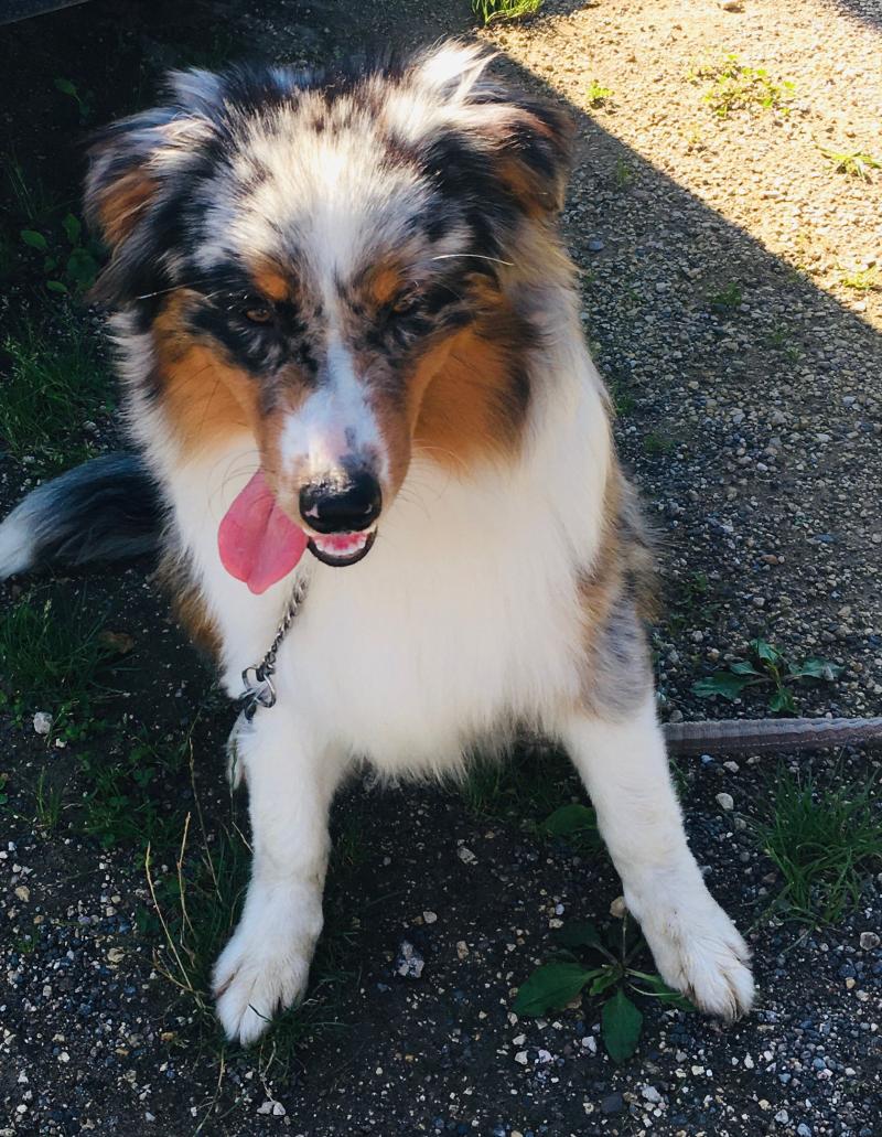 RICCI Mâle Berger australien