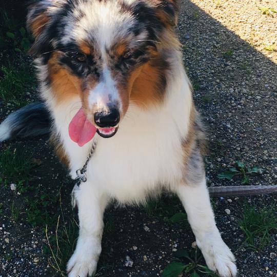 RICCI des fauminards Mâle Berger australien